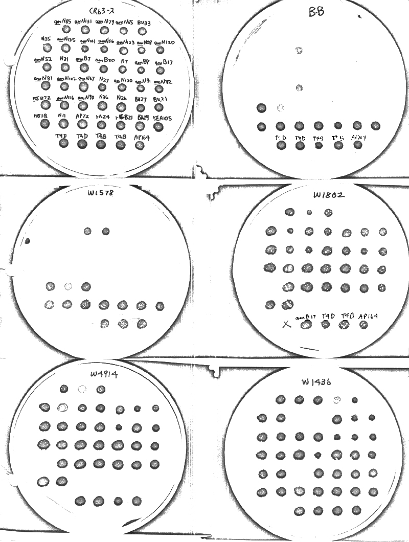 X103 plates